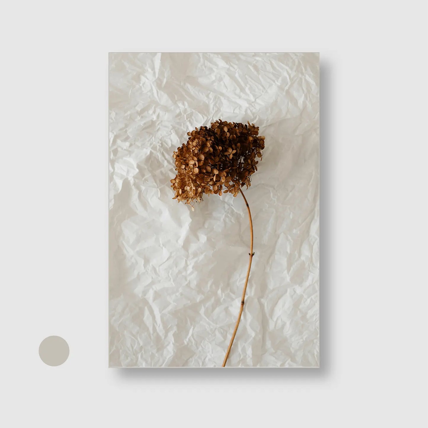 Paper & Petals (Graphic Only) with Silver Frame - Minimal Still life Wall Art
