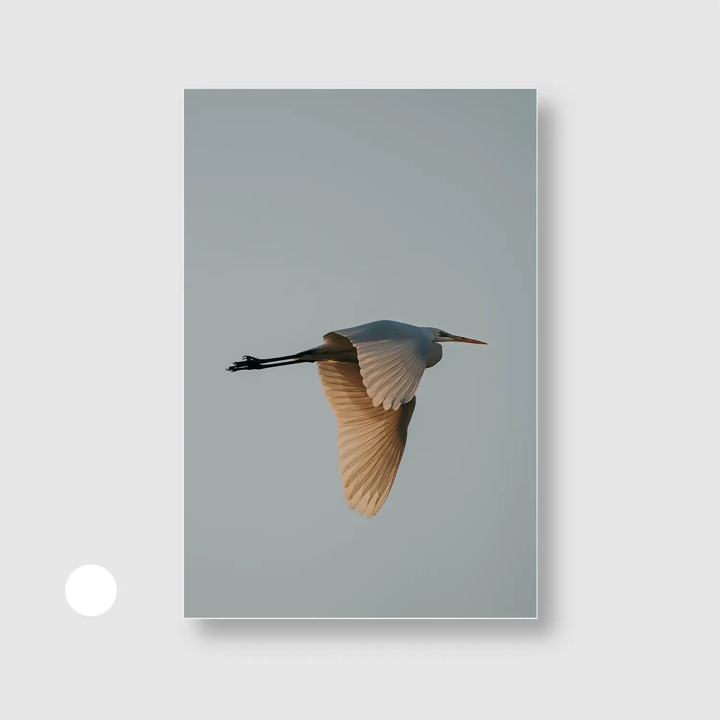Solitary Soar (Graphic Only) with White Frame - Serene Nature Wall Art