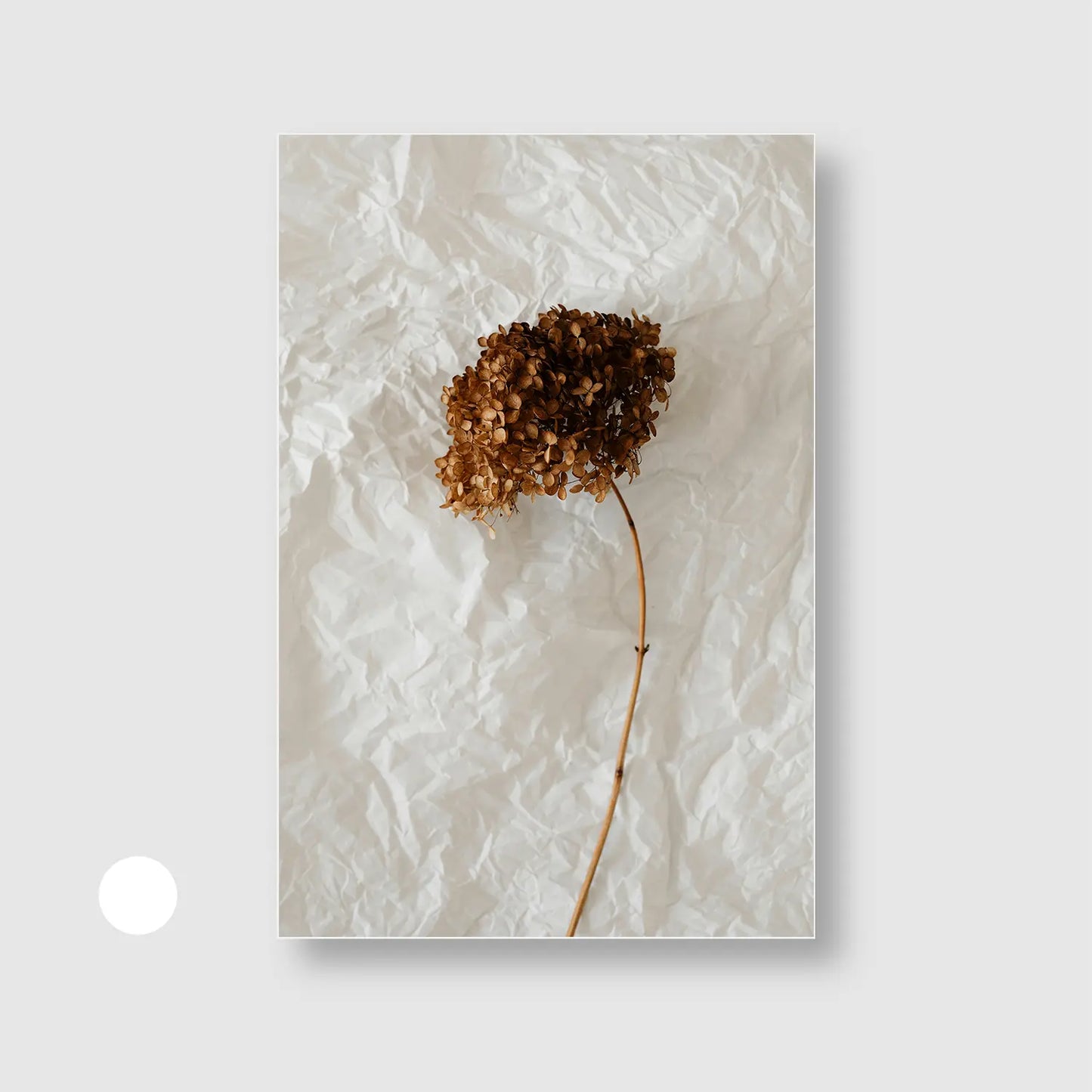 Paper & Petals (Graphic Only) with White Frame - Minimal Still life Wall Art