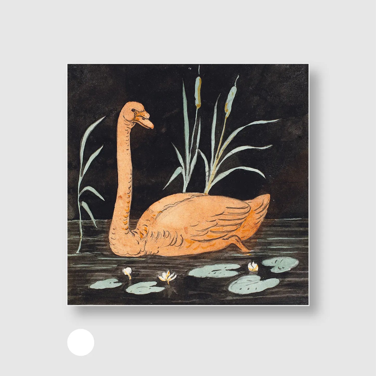 Swan on a black background (Graphic Only) with White Frame - Playful Animals Wall Art