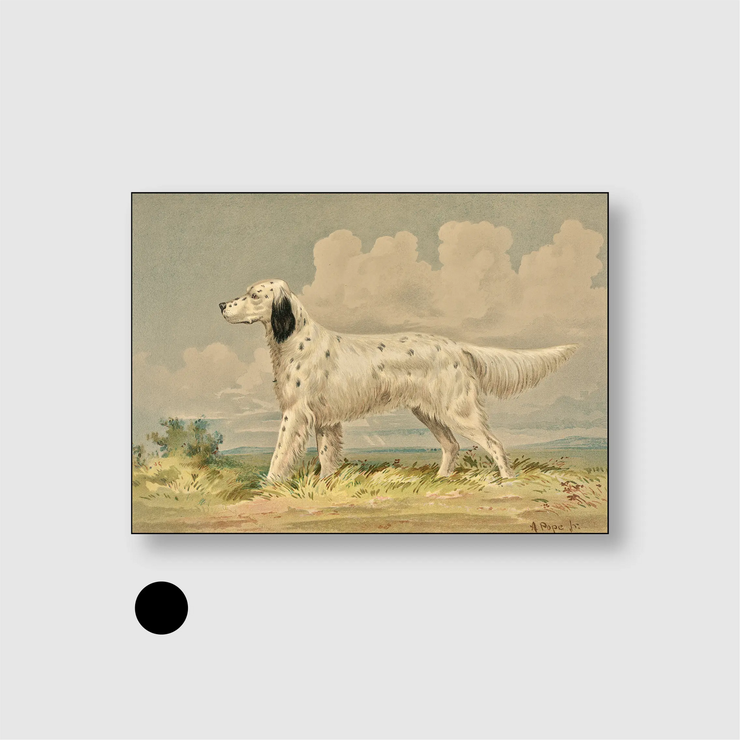 Standing English Setter