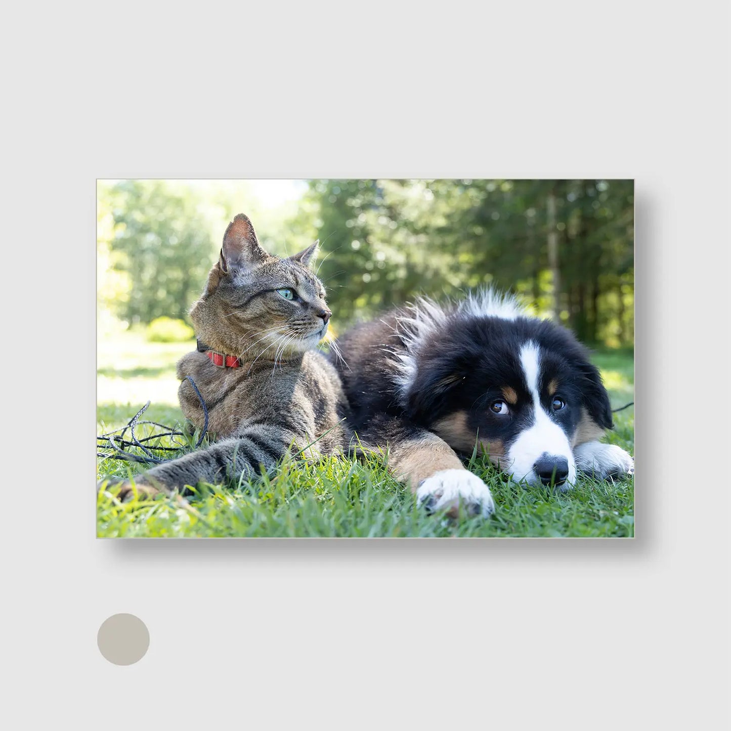 Whiskers and Paws (Graphic Only) with Silver Frame - Cozy Animals Wall Art