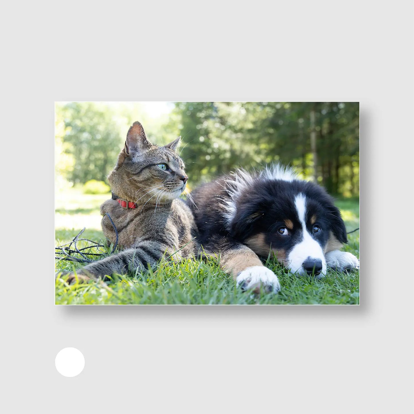 Whiskers and Paws (Graphic Only) with White Frame - Cozy Animals Wall Art