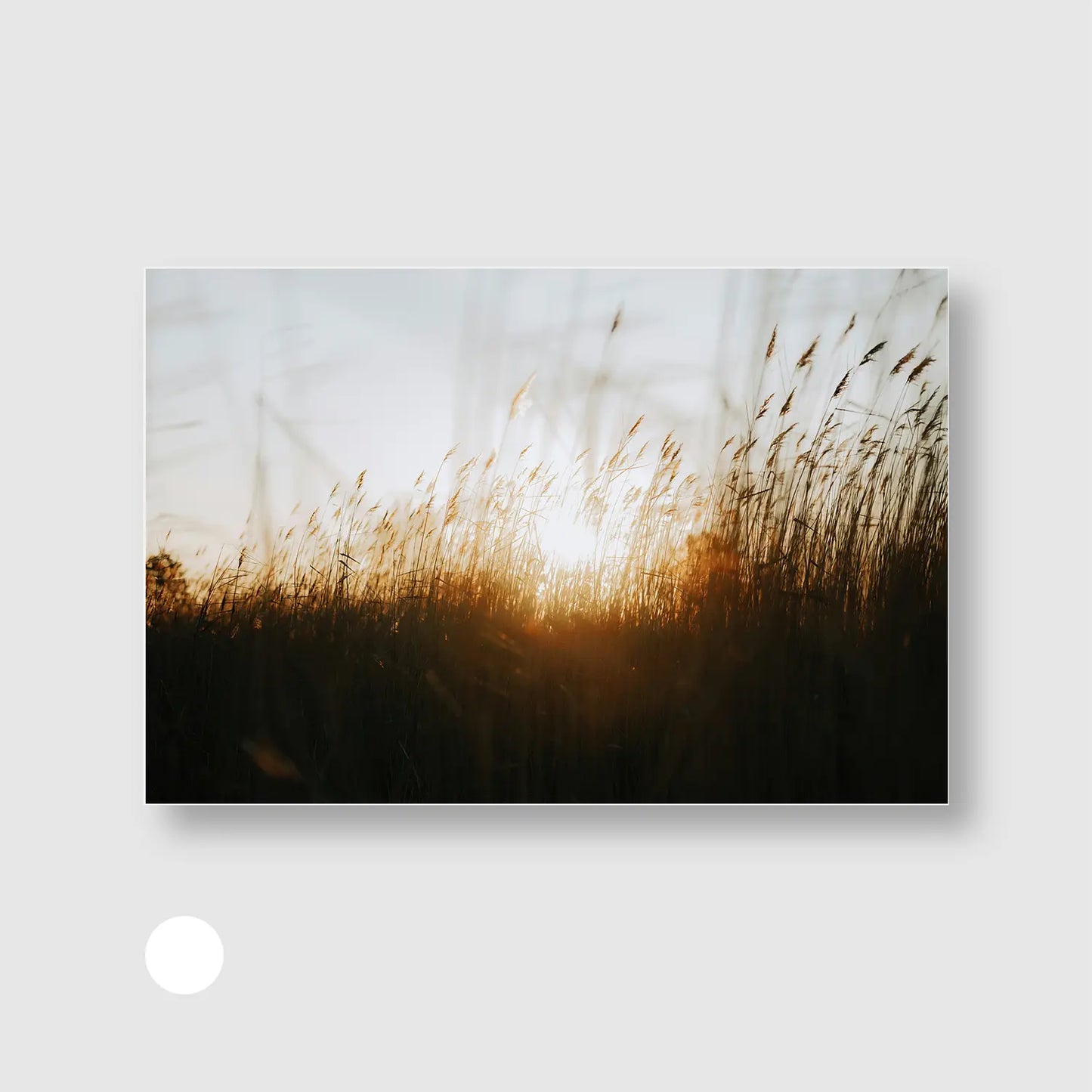 Grasses at Sunset (Graphic Only) with White Frame - Cozy Nature Wall Art