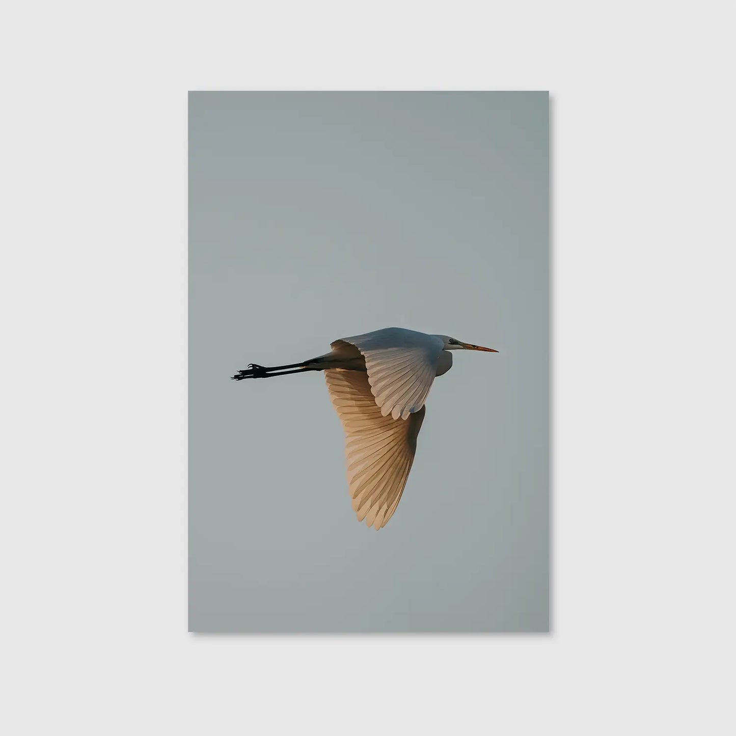 Solitary Soar (Graphic Only) - Serene Nature Wall Art for Living room