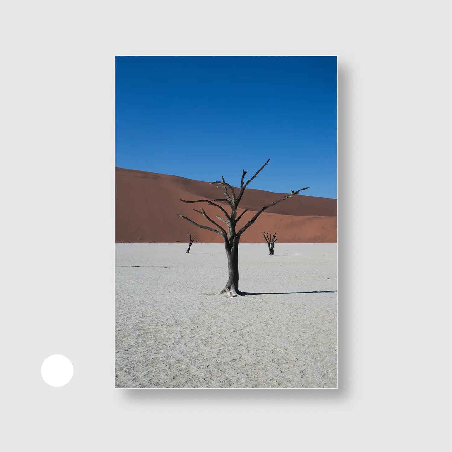 Bones of the Desert