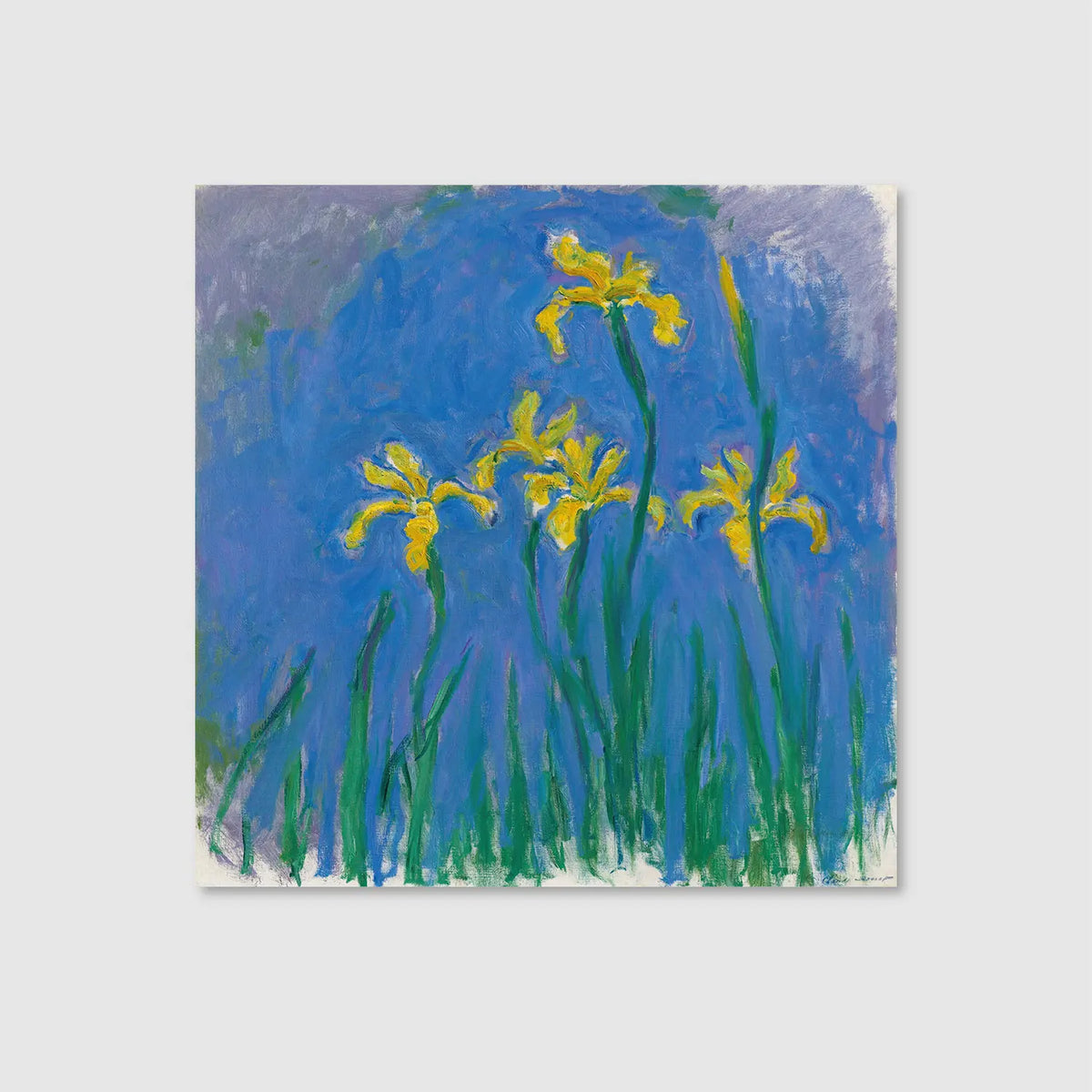 Yellow Irises