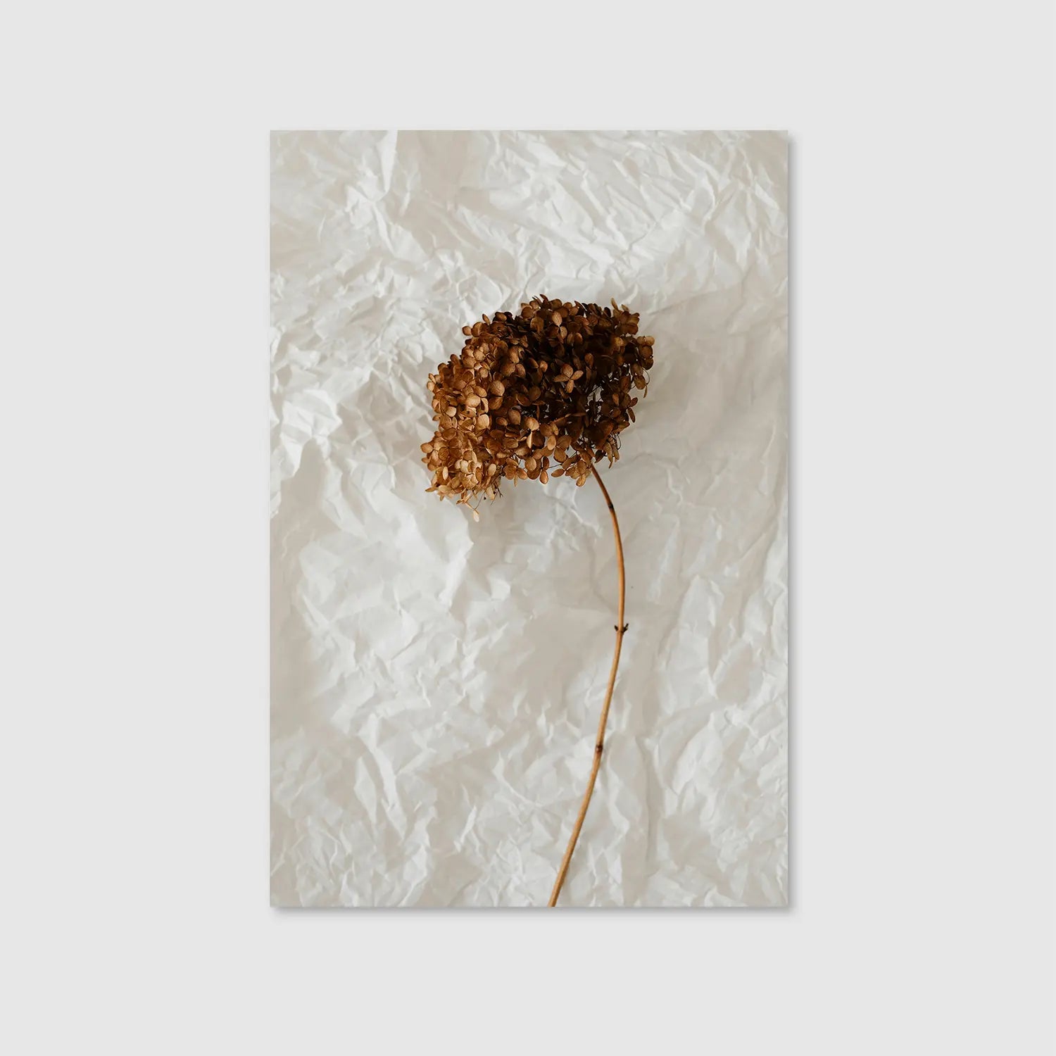Paper & Petals (Graphic Only) - Minimal Still life Wall Art for Bedroom