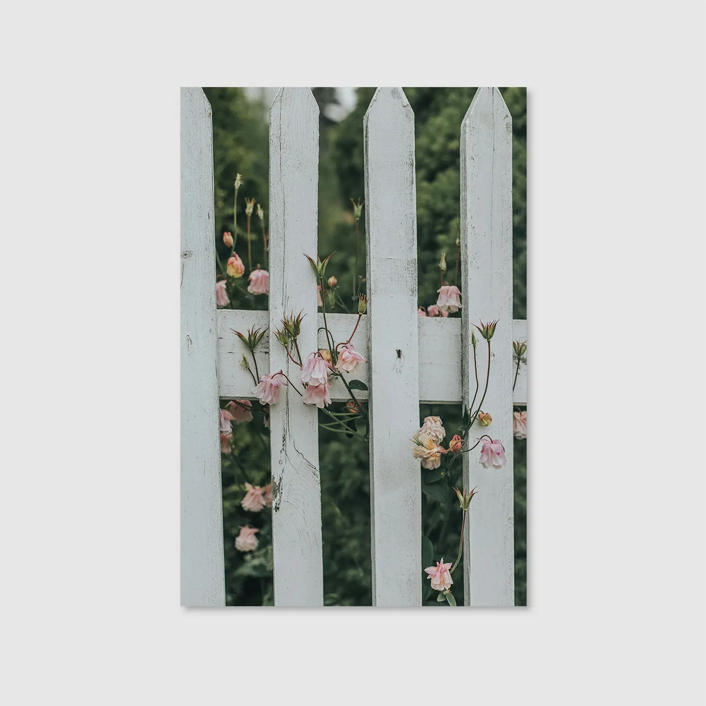 Blush Between the Boards (Graphic Only) - Serene Nature Wall Art for Living room