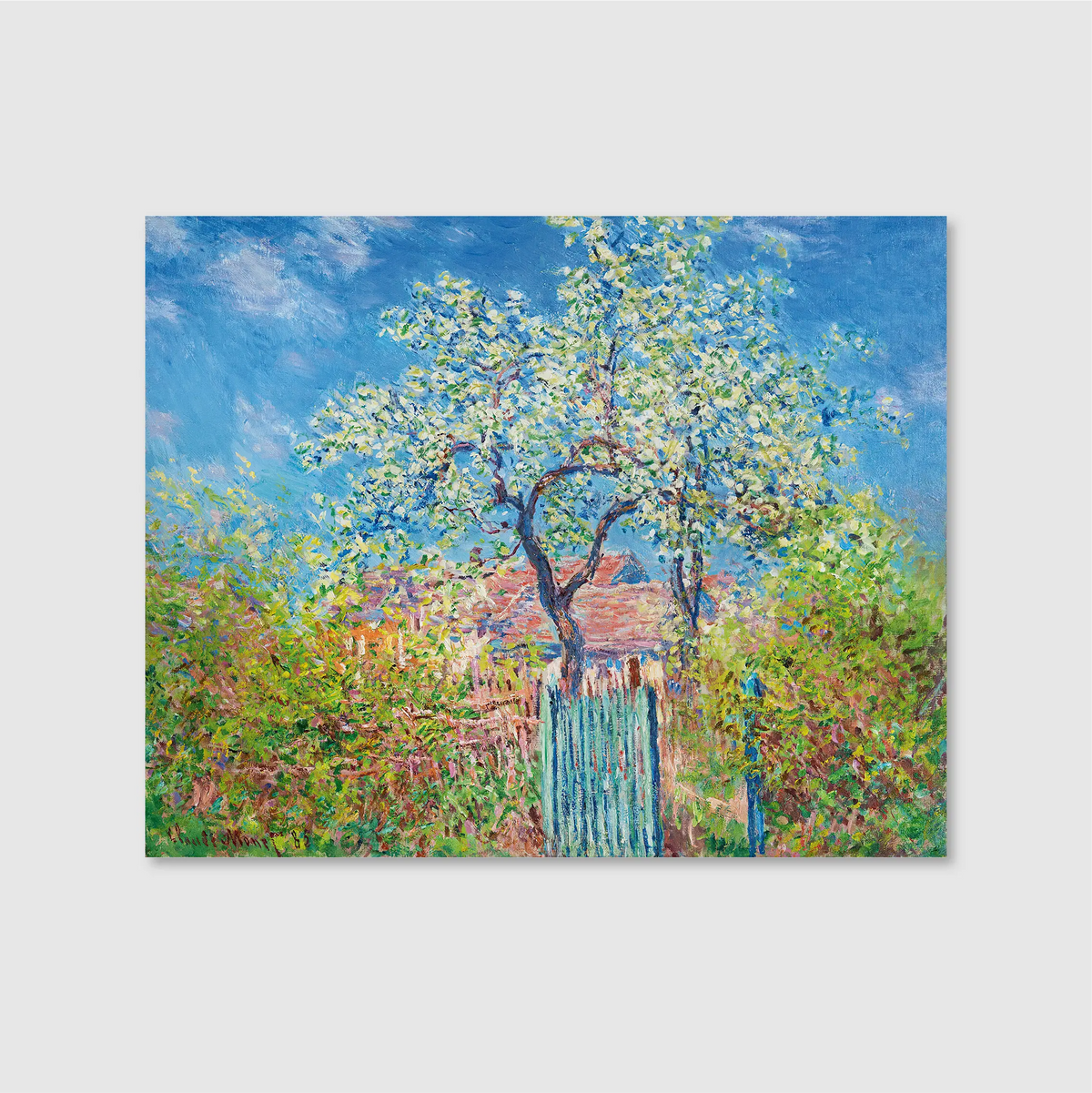 Flowering Apple Tree