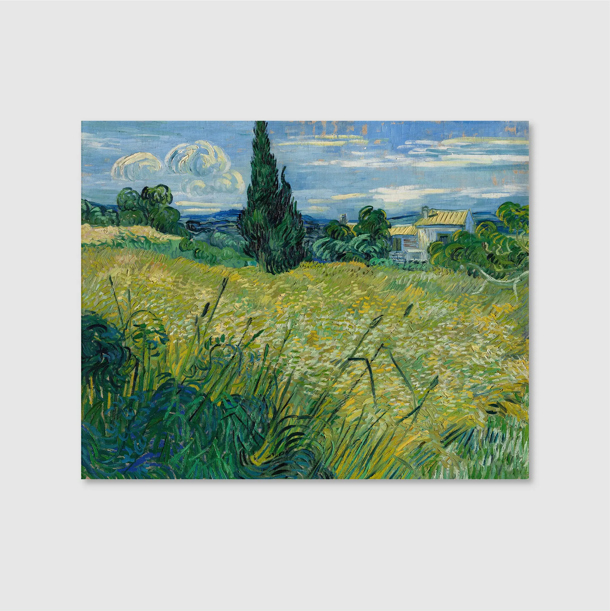 Green Wheat Field with Cypress