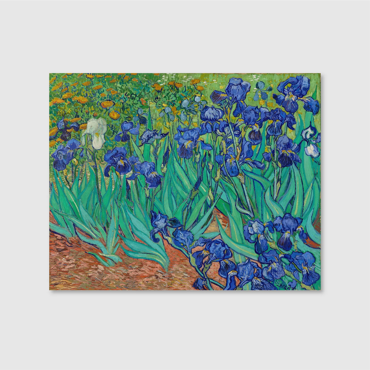 Irises