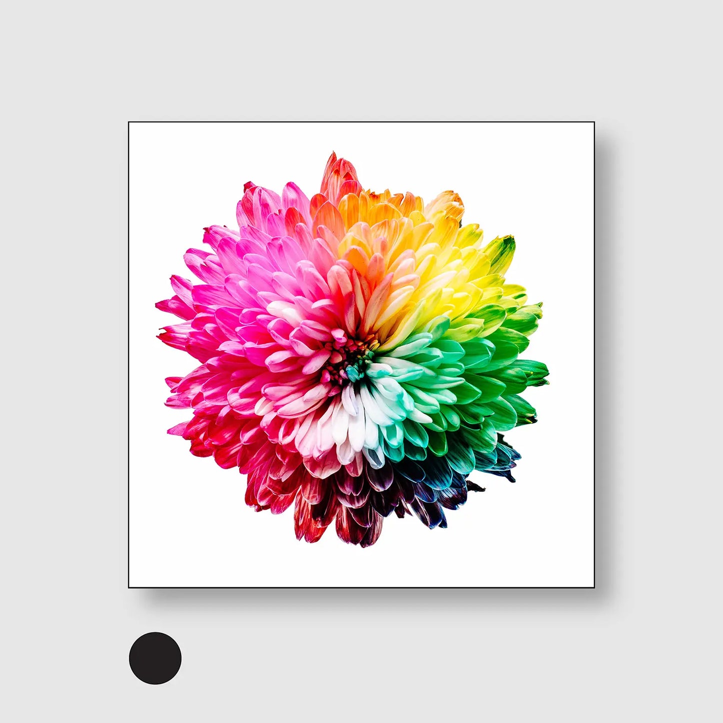 Chromatic Bloom