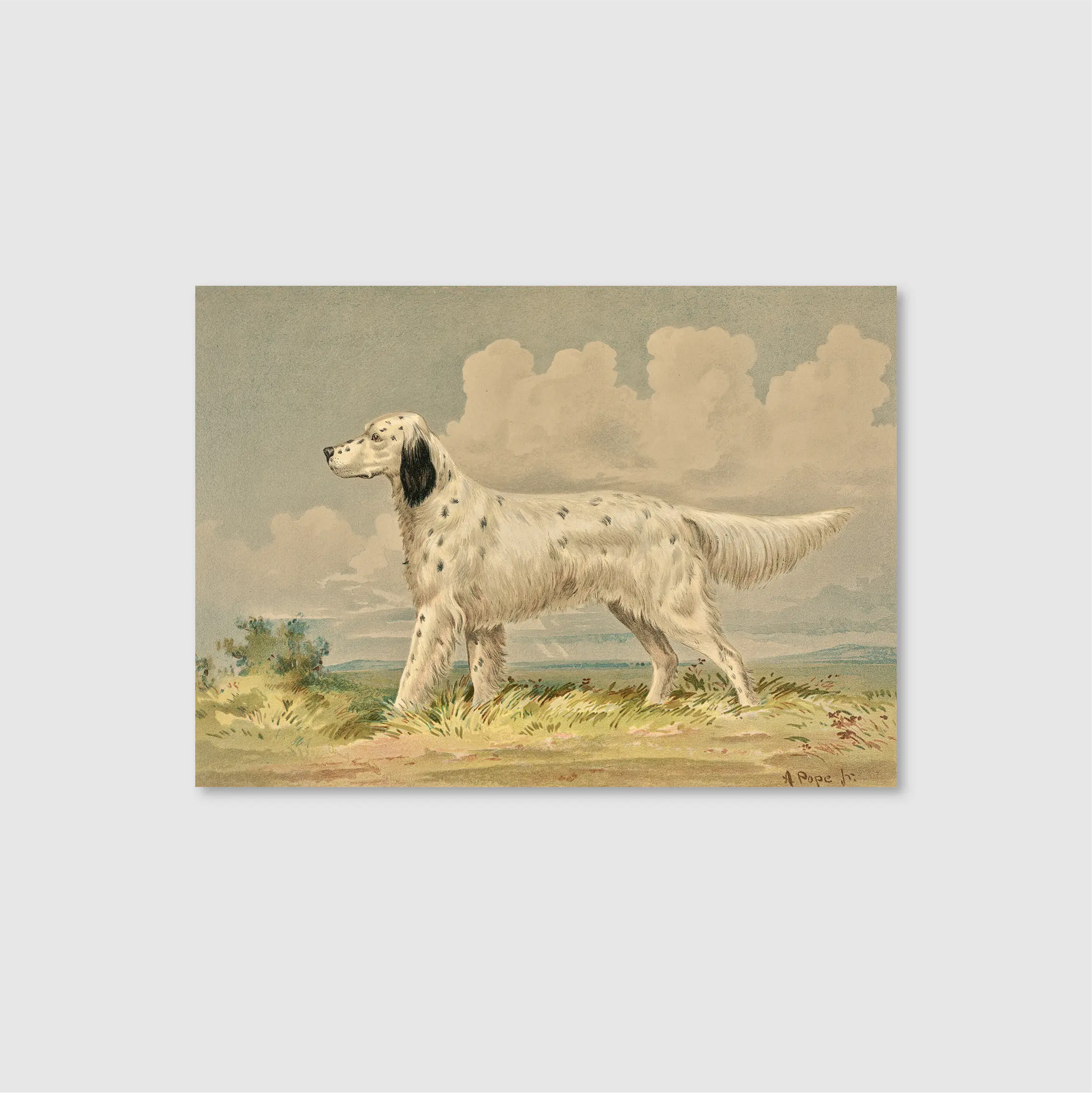 Standing English Setter