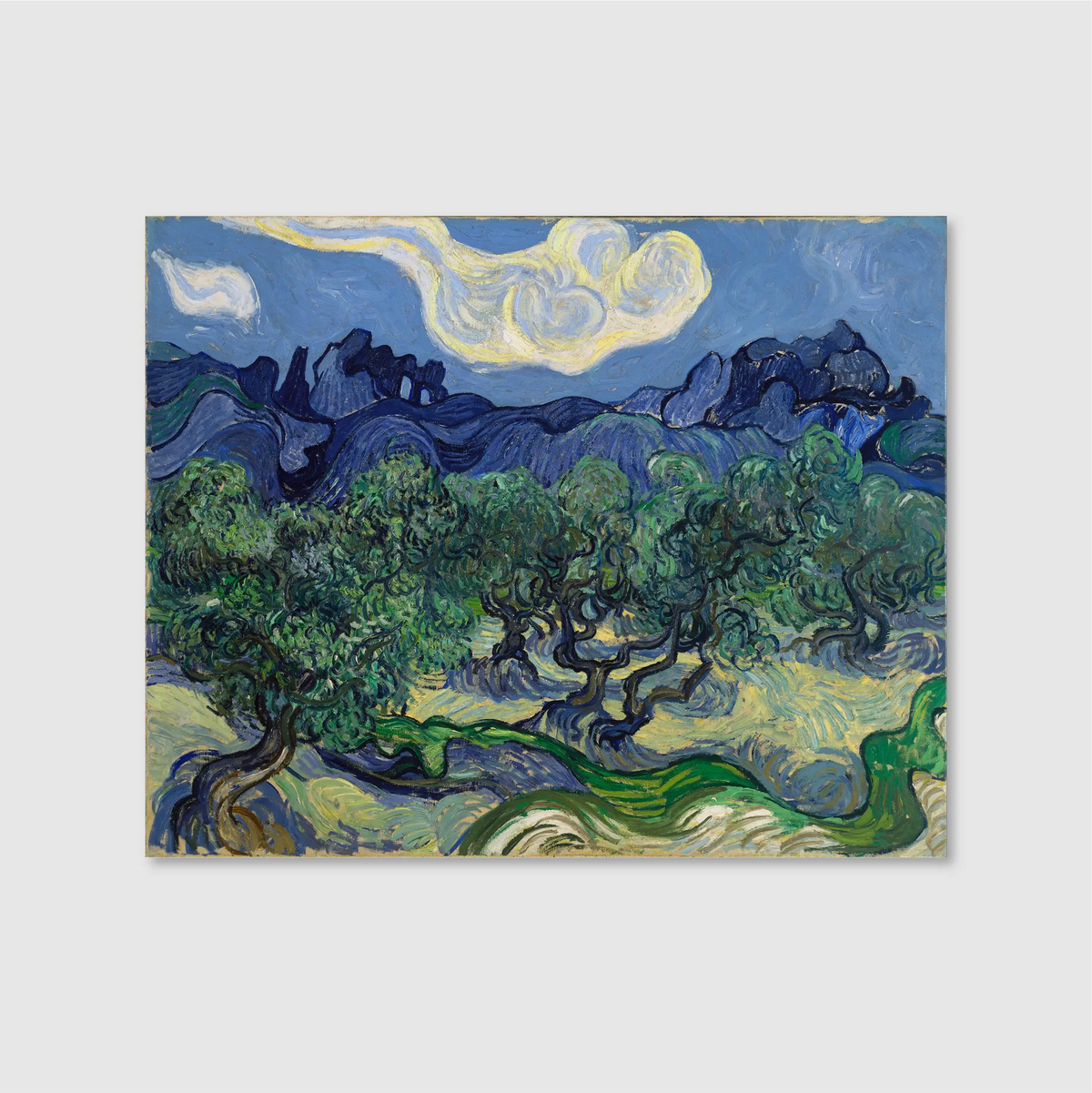 Olive Trees with the Alpilles in the Background