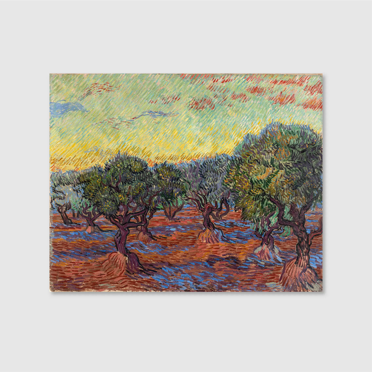 Olive Grove