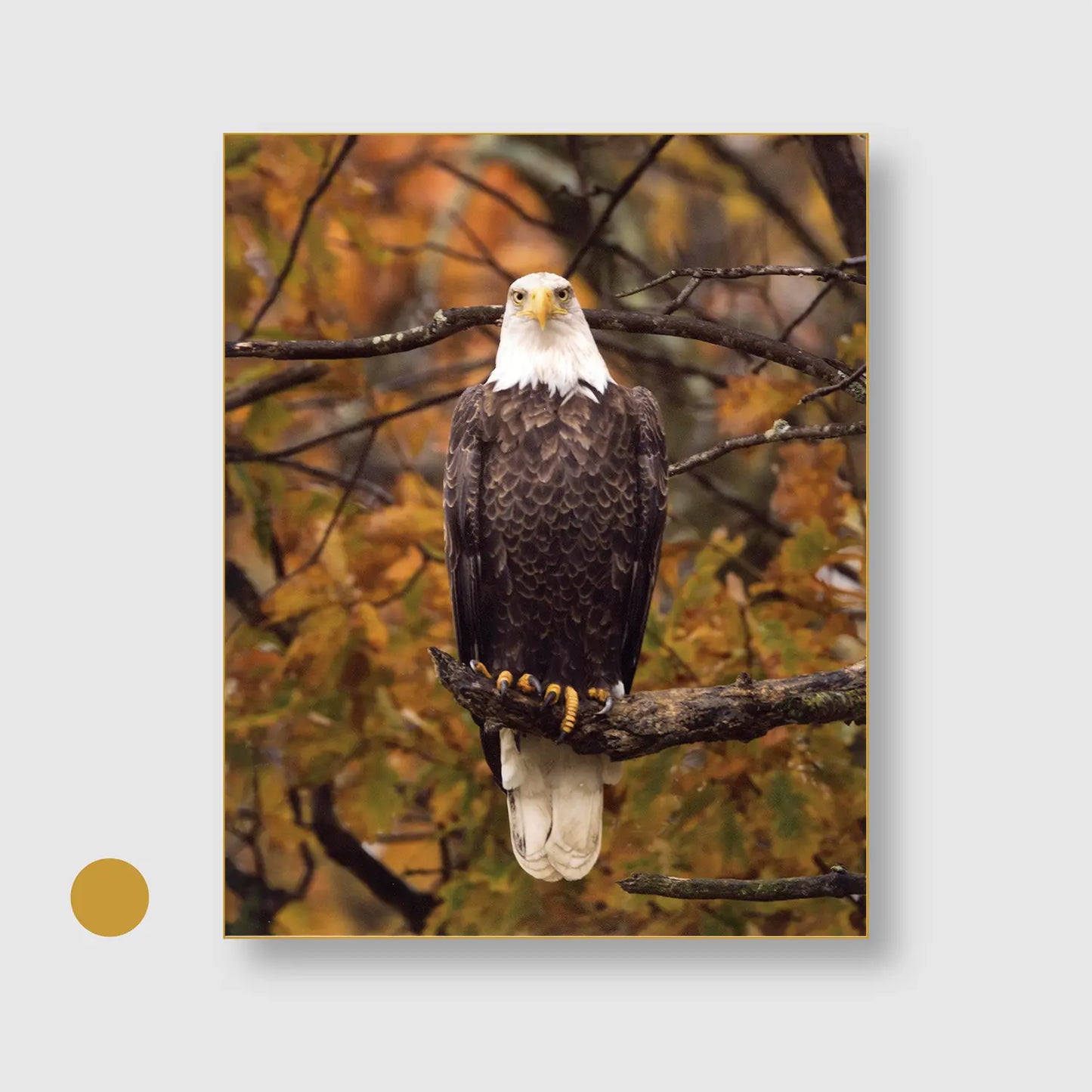Eagle Autumn Watch