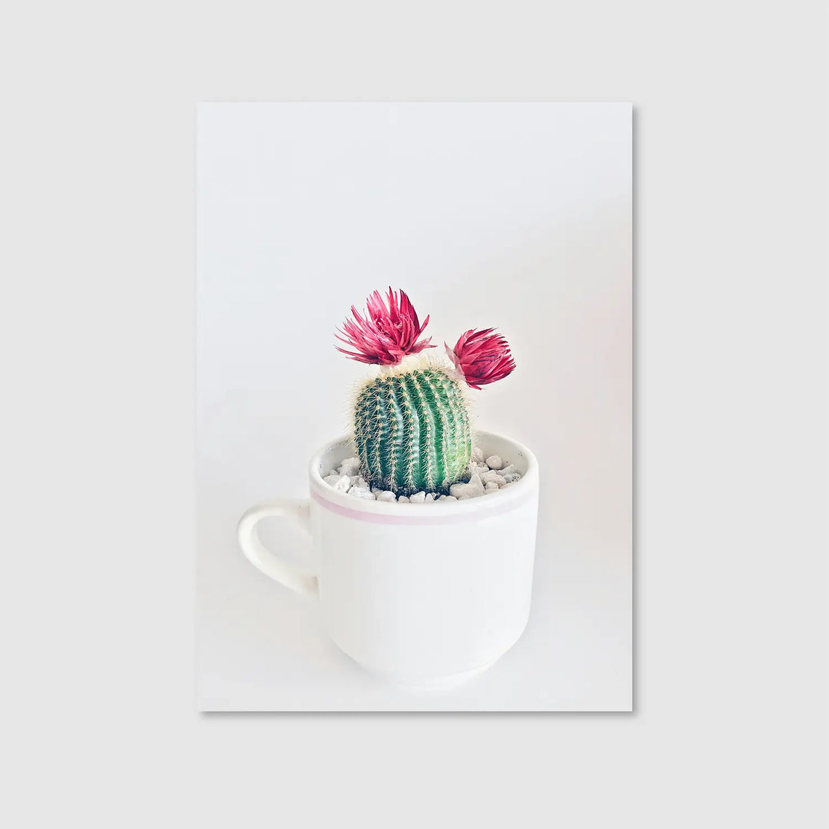 Bloom & Prickle