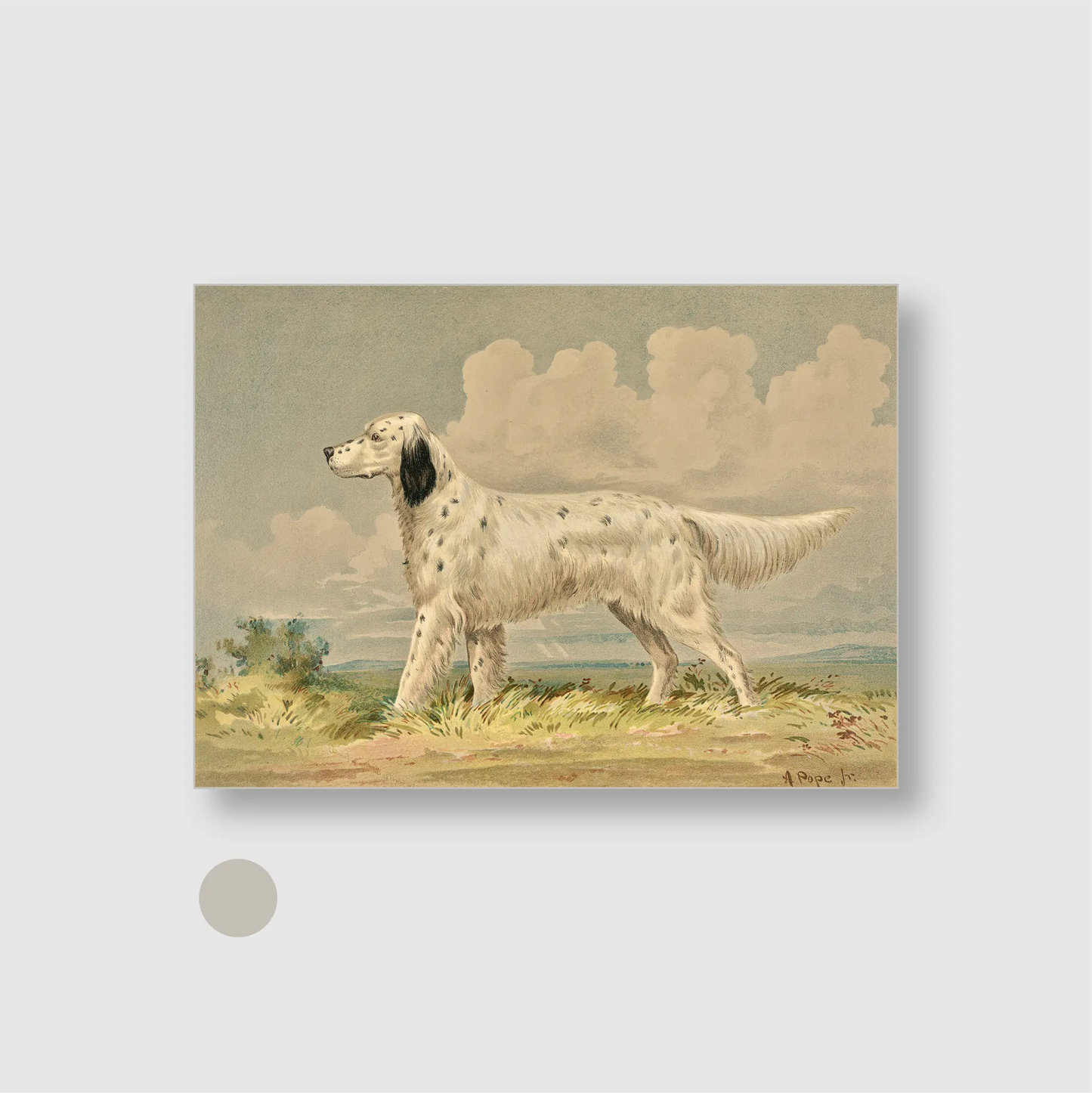 Standing English Setter