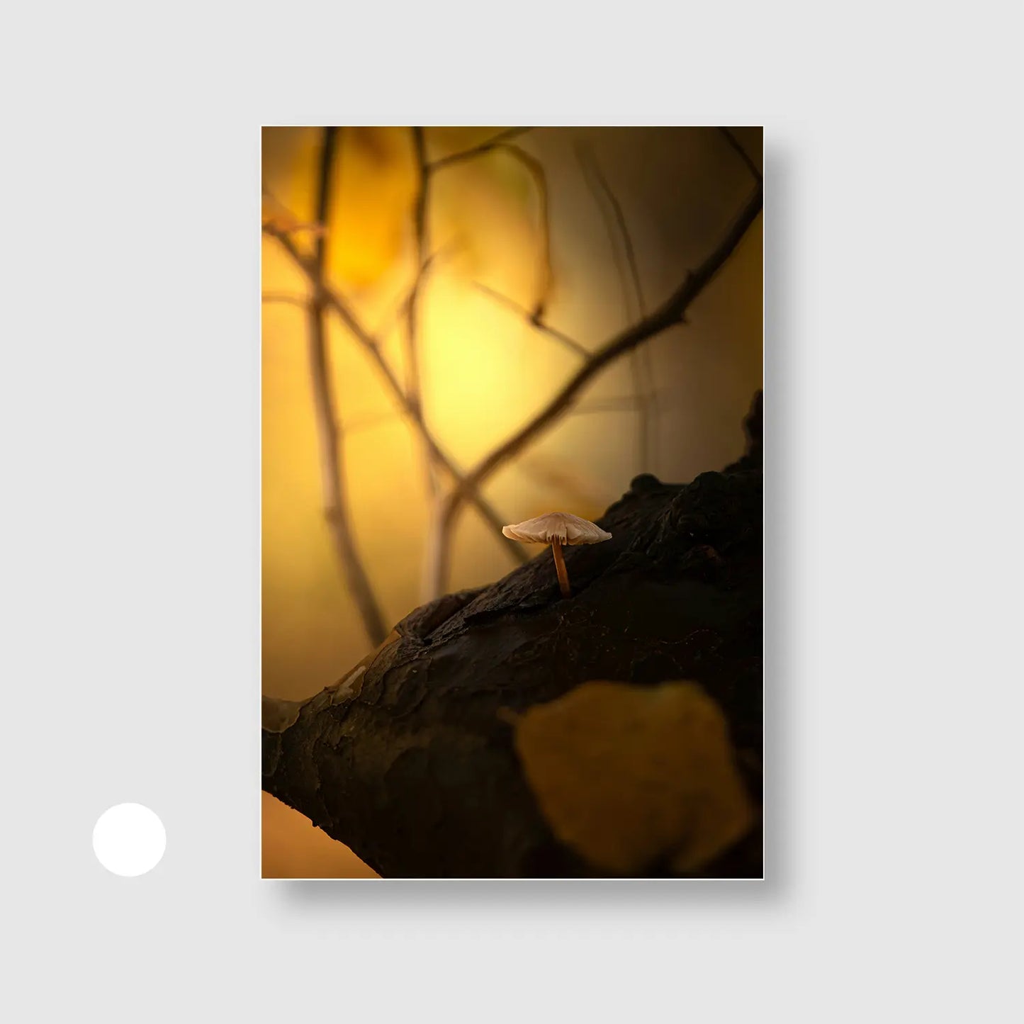 Whisper of the Woods (Graphic Only) with White Frame - Dramatic Nature Wall Art
