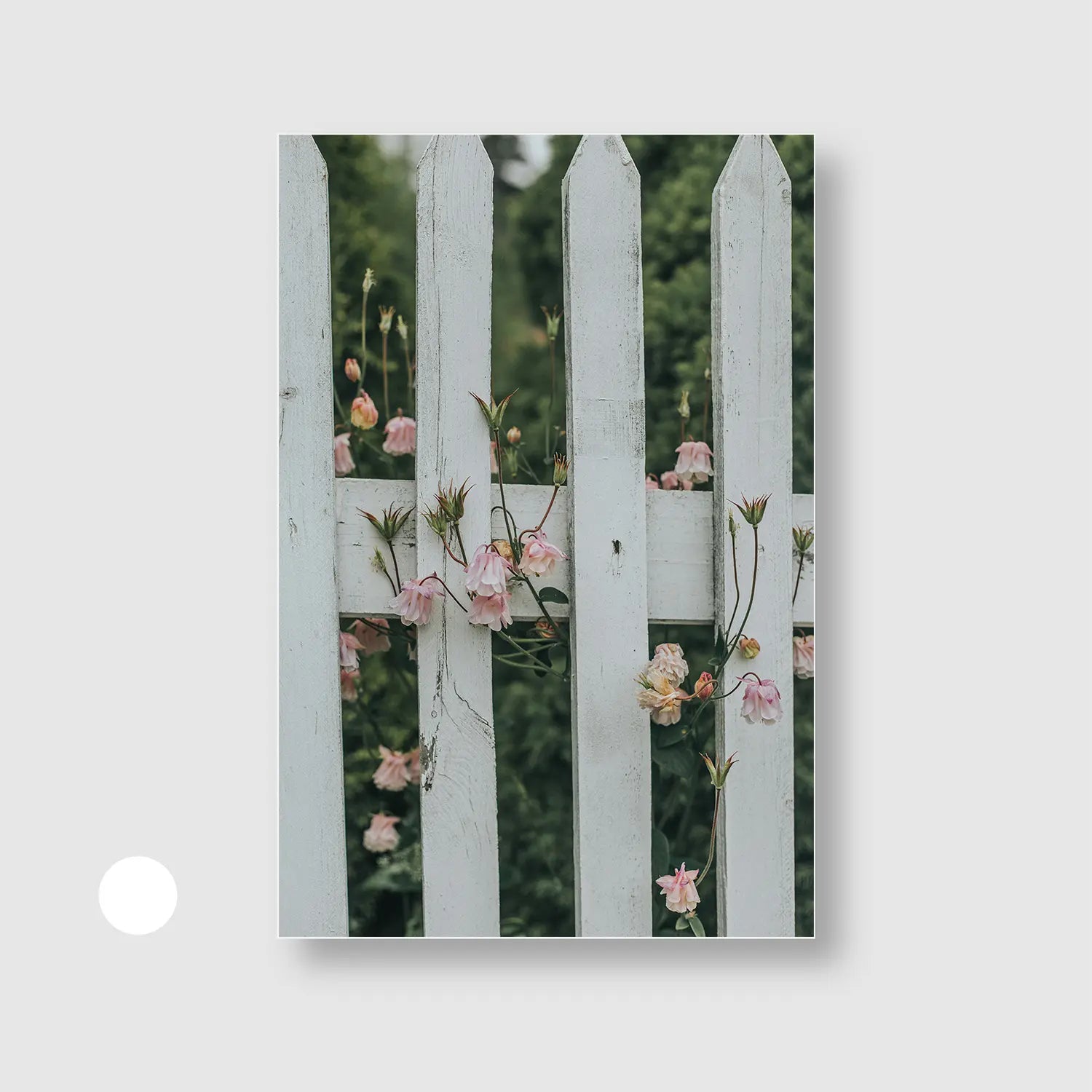 Blush Between the Boards (Graphic Only) with White Frame - Serene Nature Wall Art