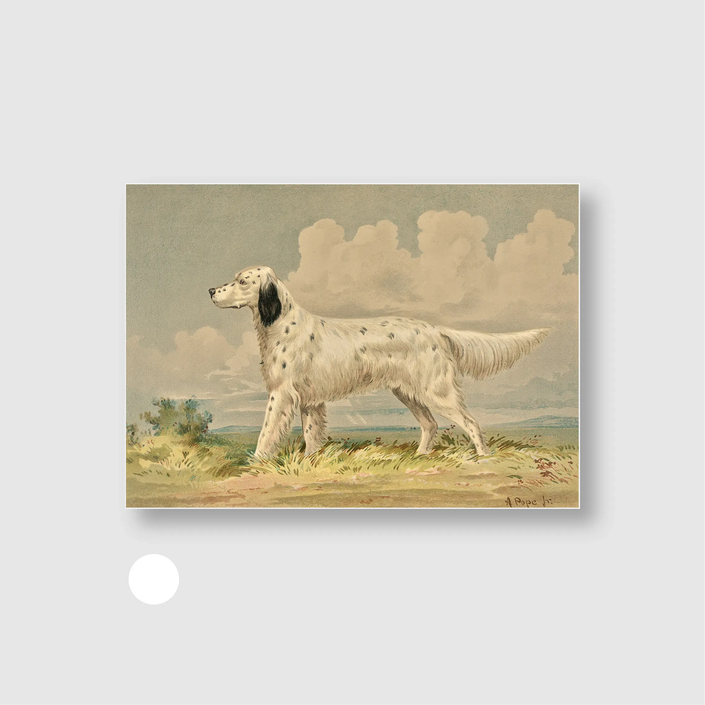 Standing English Setter
