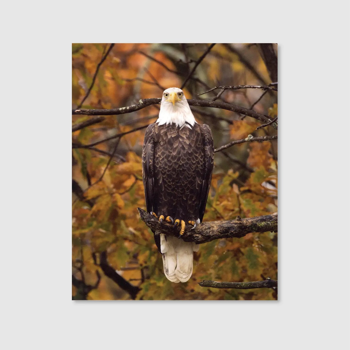 Eagle Autumn Watch