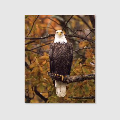 Eagle Autumn Watch