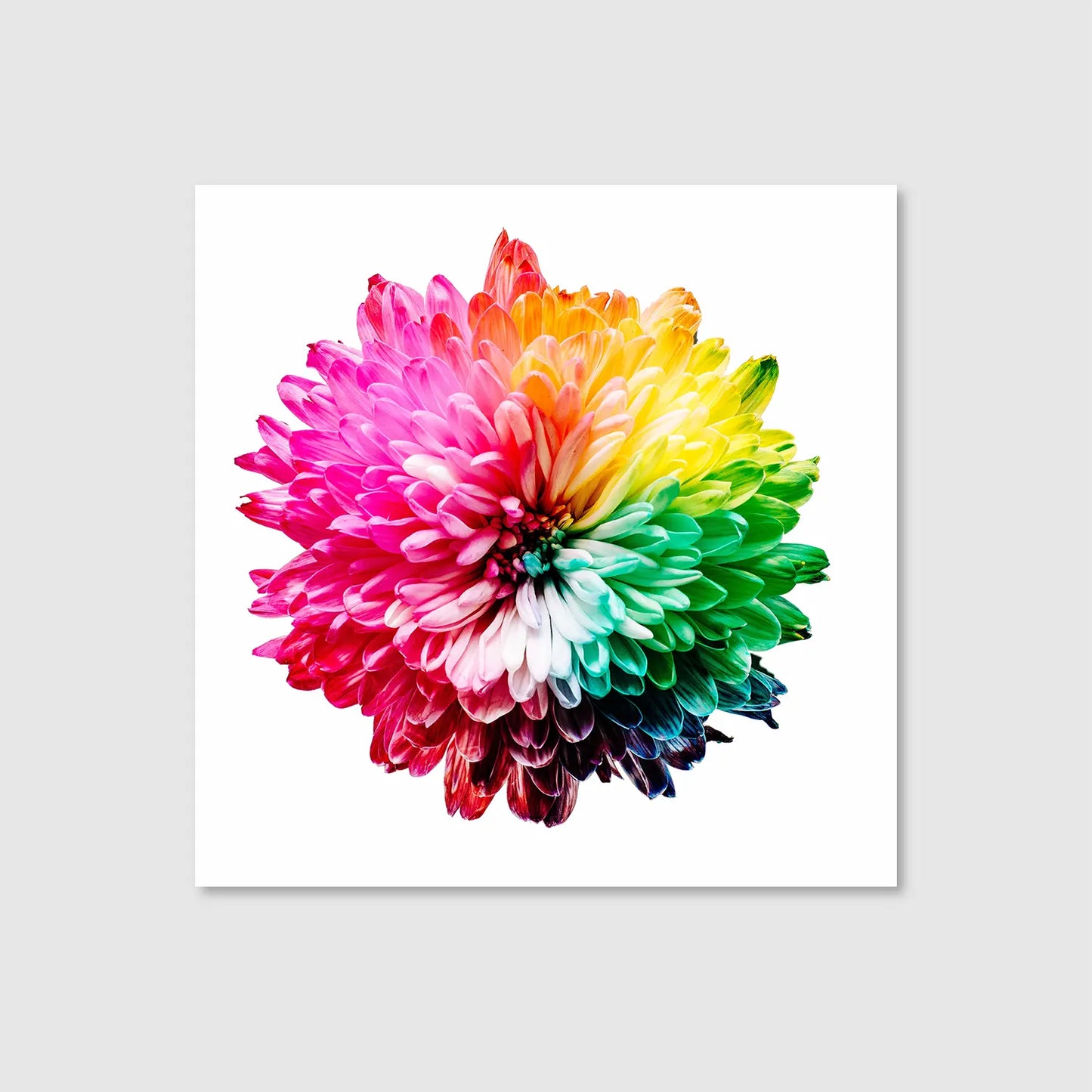 Chromatic Bloom