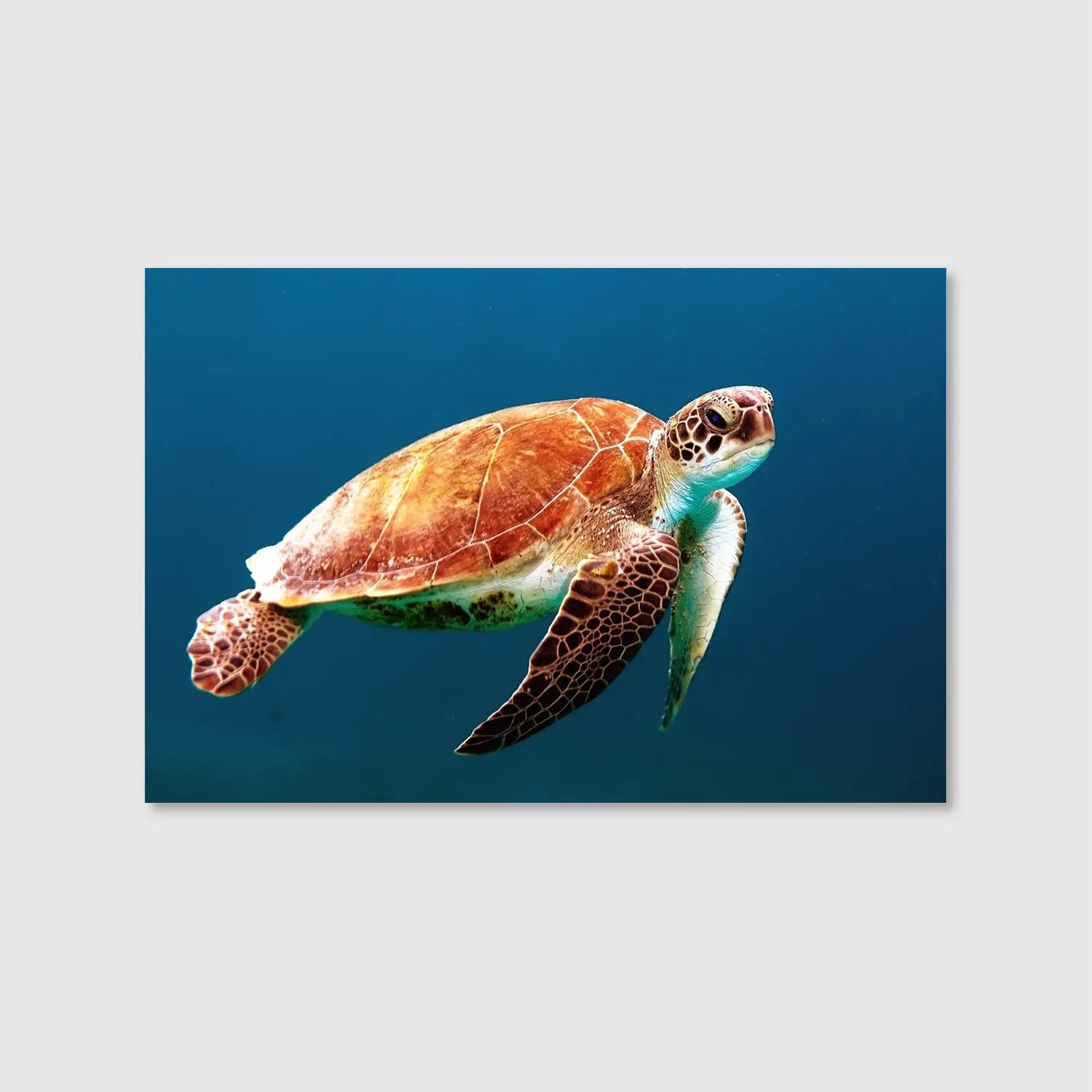 Ocean Glide Freedom