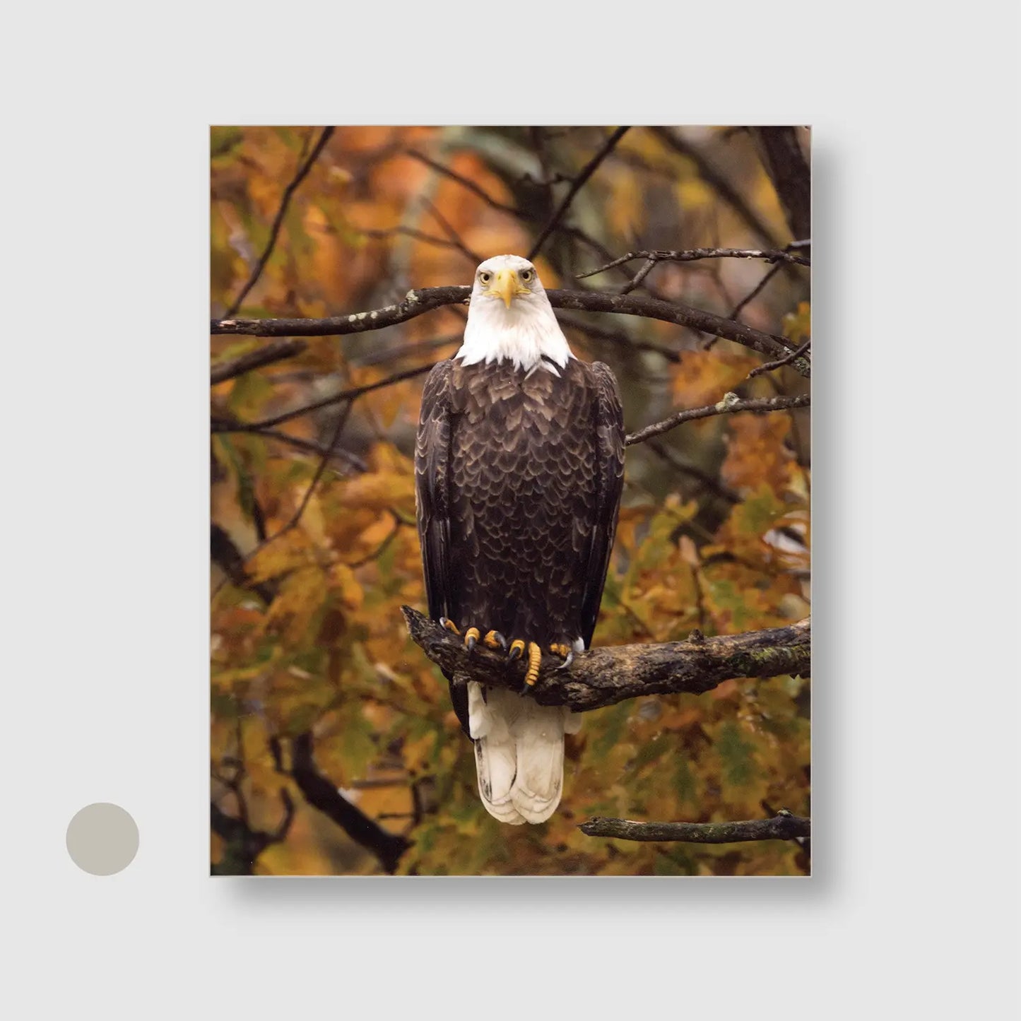 Eagle Autumn Watch