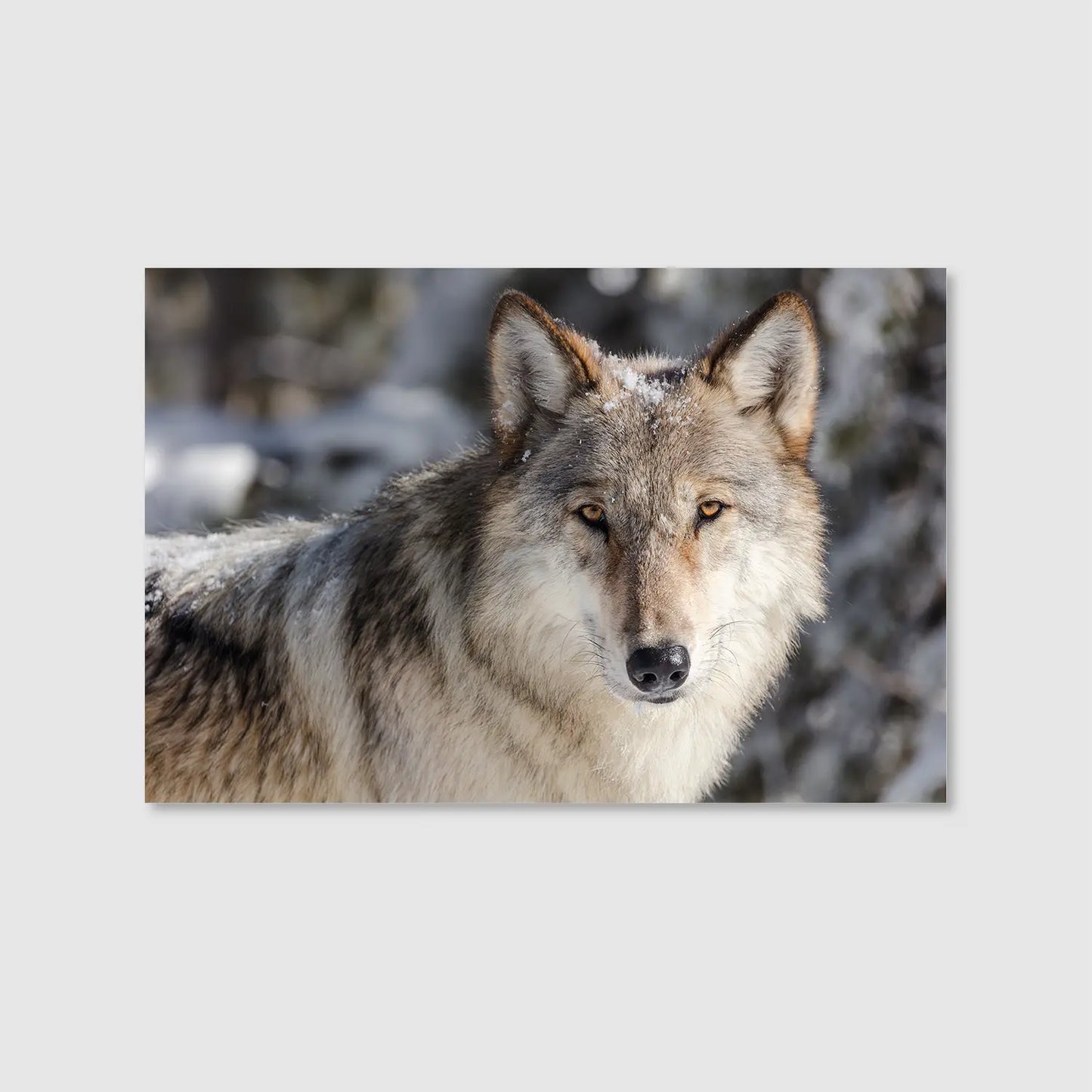 Winter Alpha Gaze