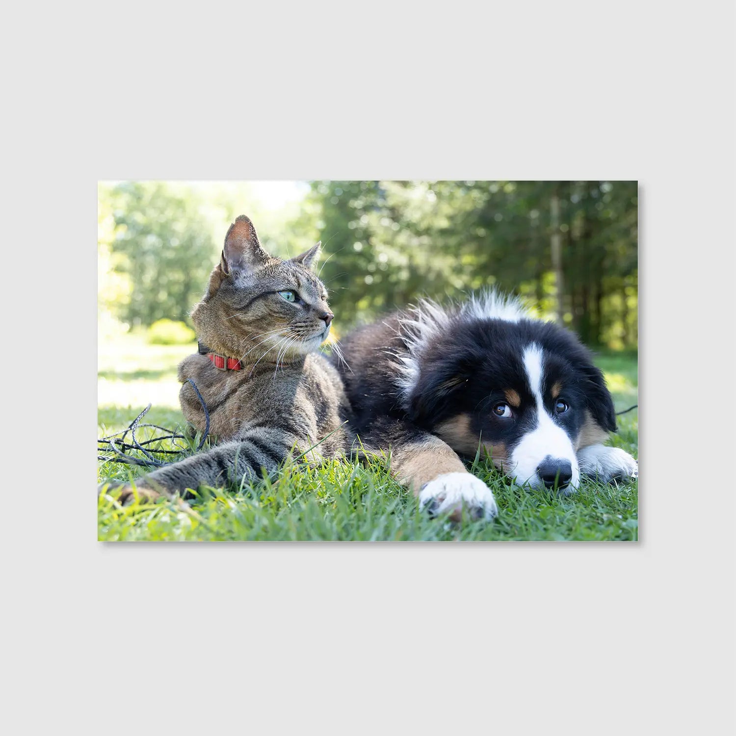 Whiskers and Paws (Graphic Only) - Cozy Animals Wall Art for Living room
