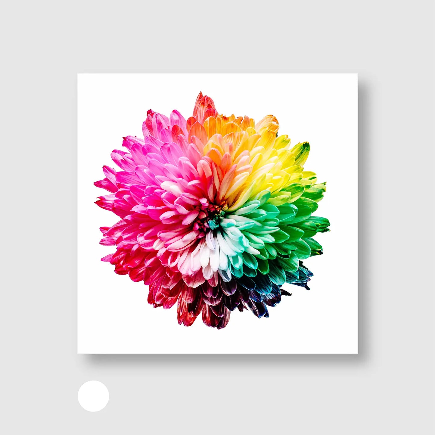 Chromatic Bloom
