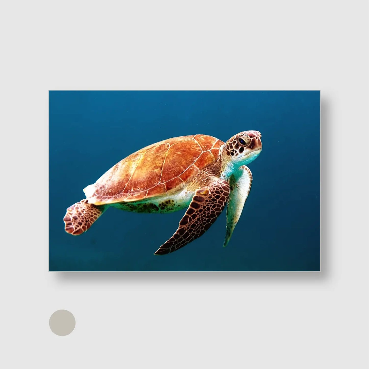 Ocean Glide Freedom