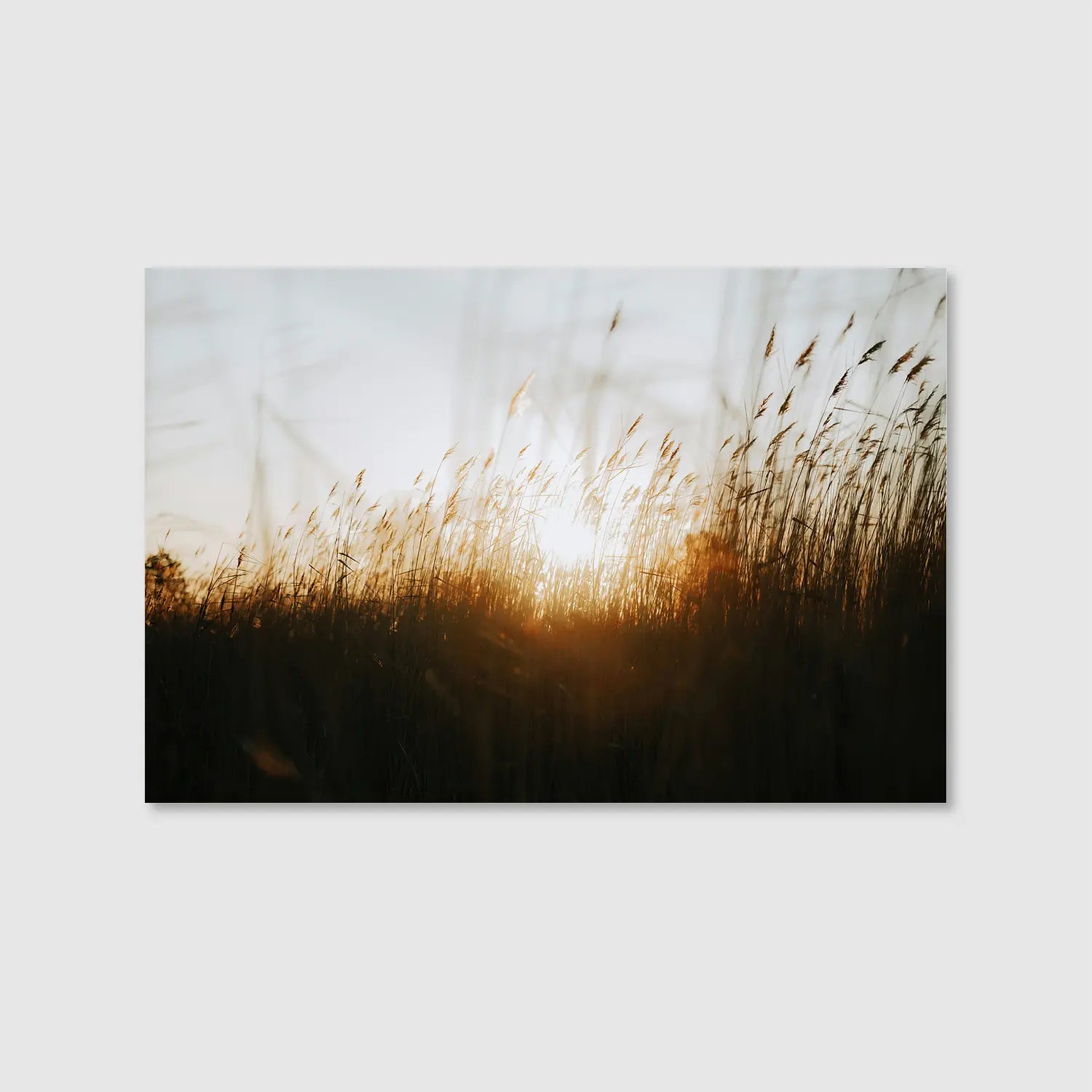 Grasses at Sunset (Graphic Only) - Cozy Nature Wall Art for Living room