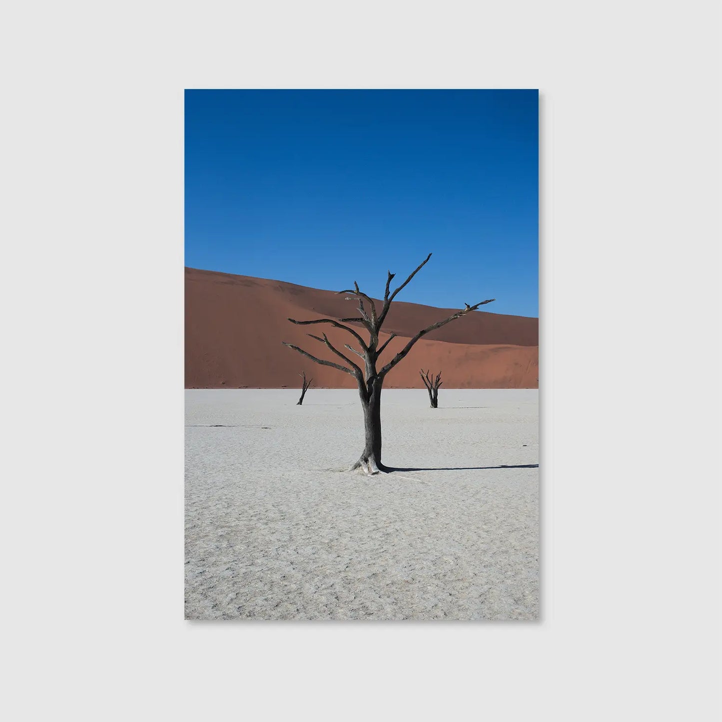 Bones of the Desert