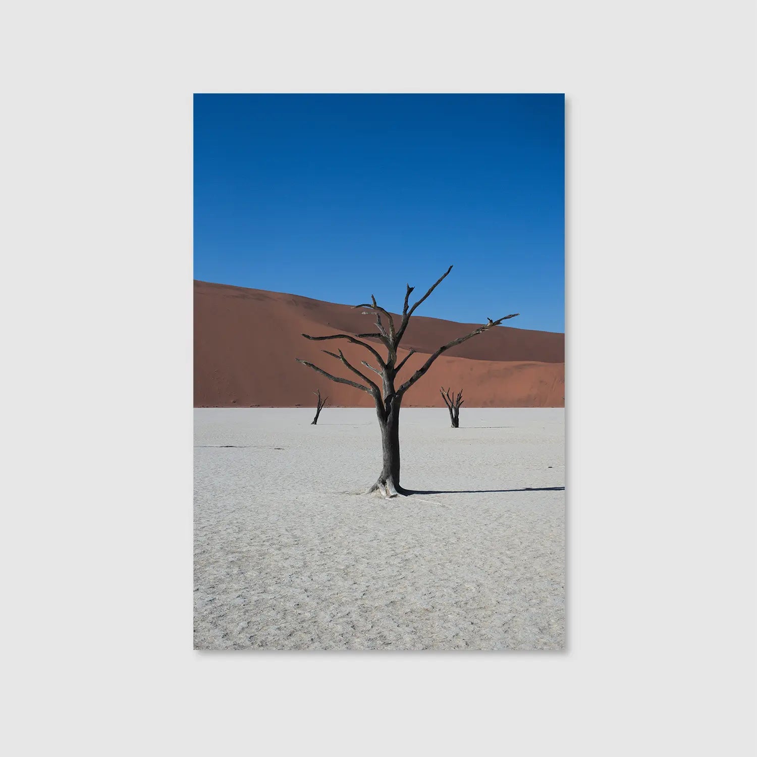 Bones of the Desert