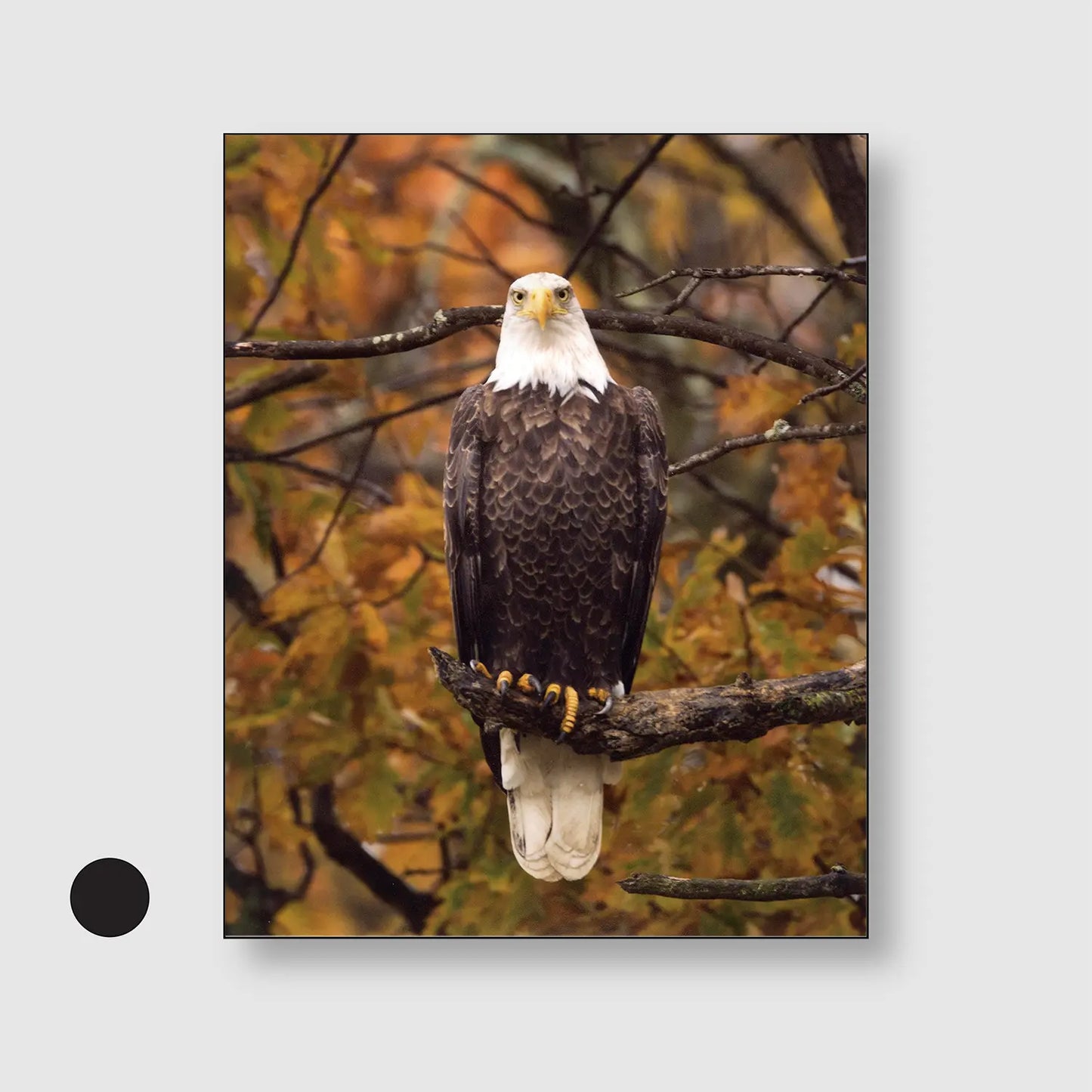 Eagle Autumn Watch