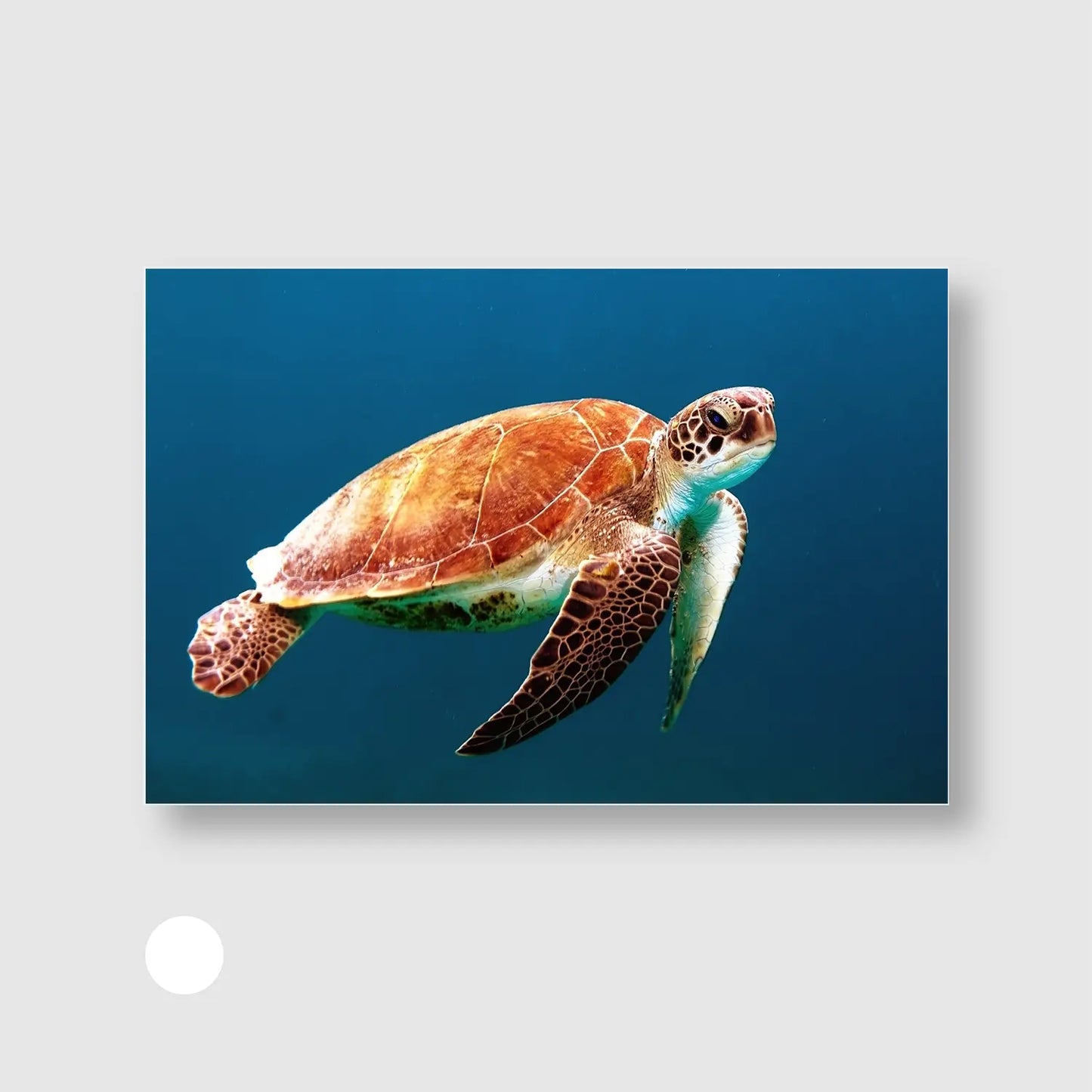 Ocean Glide Freedom