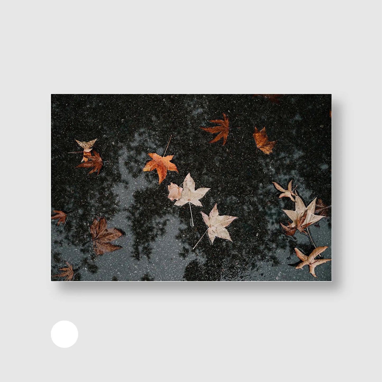 Autumn After Rain (Graphic Only) with White Frame - Serene Nature Wall Art