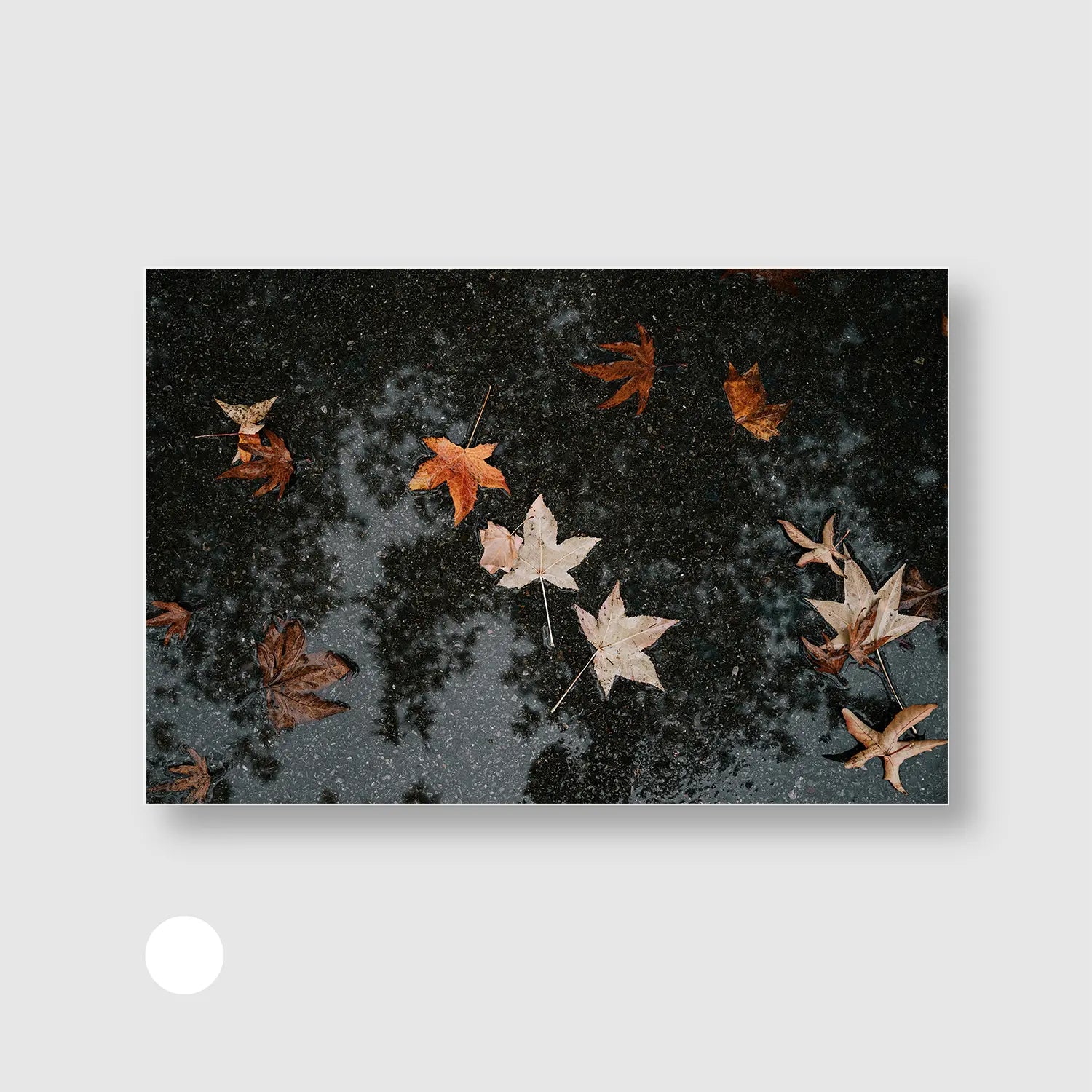 Autumn After Rain (Graphic Only) with White Frame - Serene Nature Wall Art