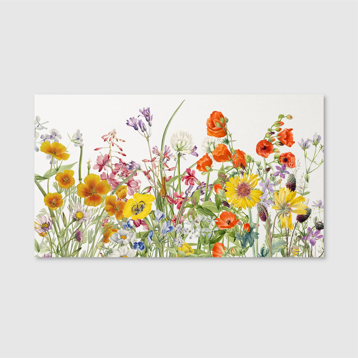 Meadow in Full Bloom