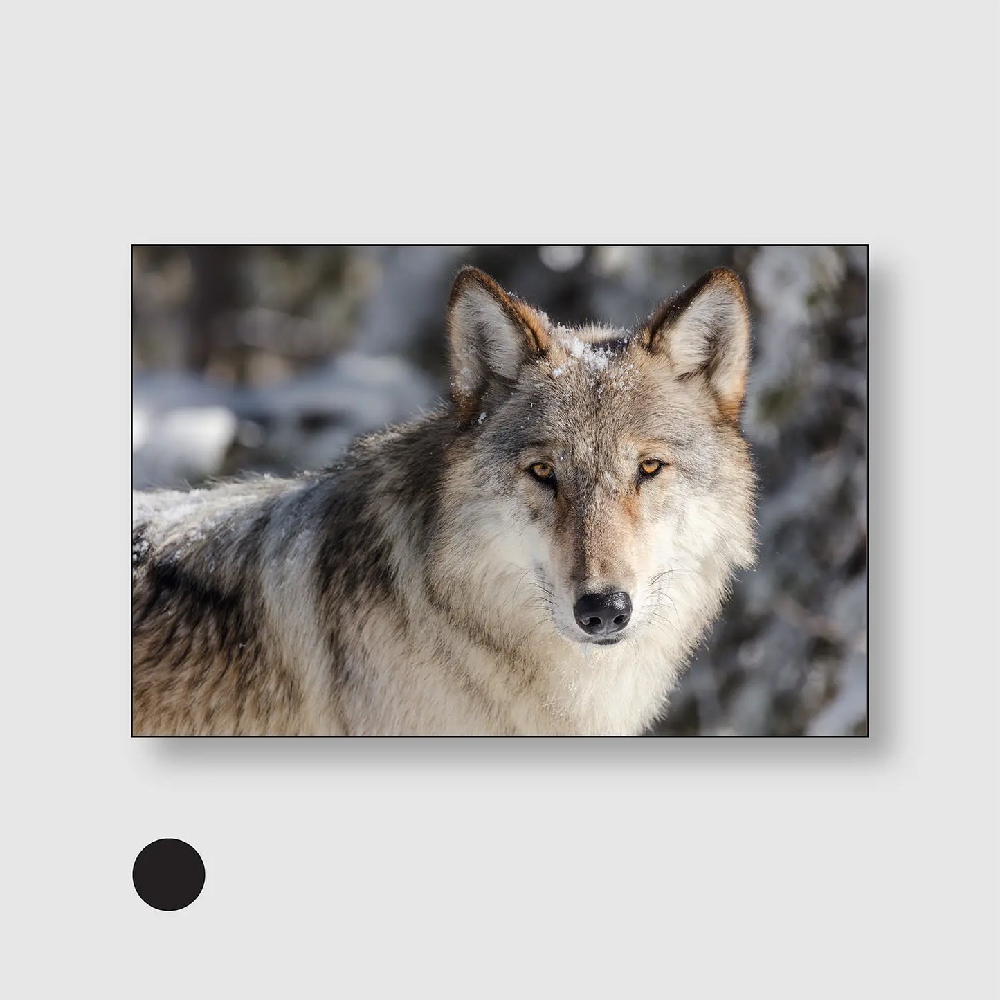 Winter Alpha Gaze